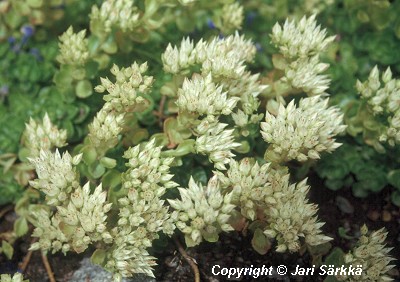  Sedum spurium Album Superbum